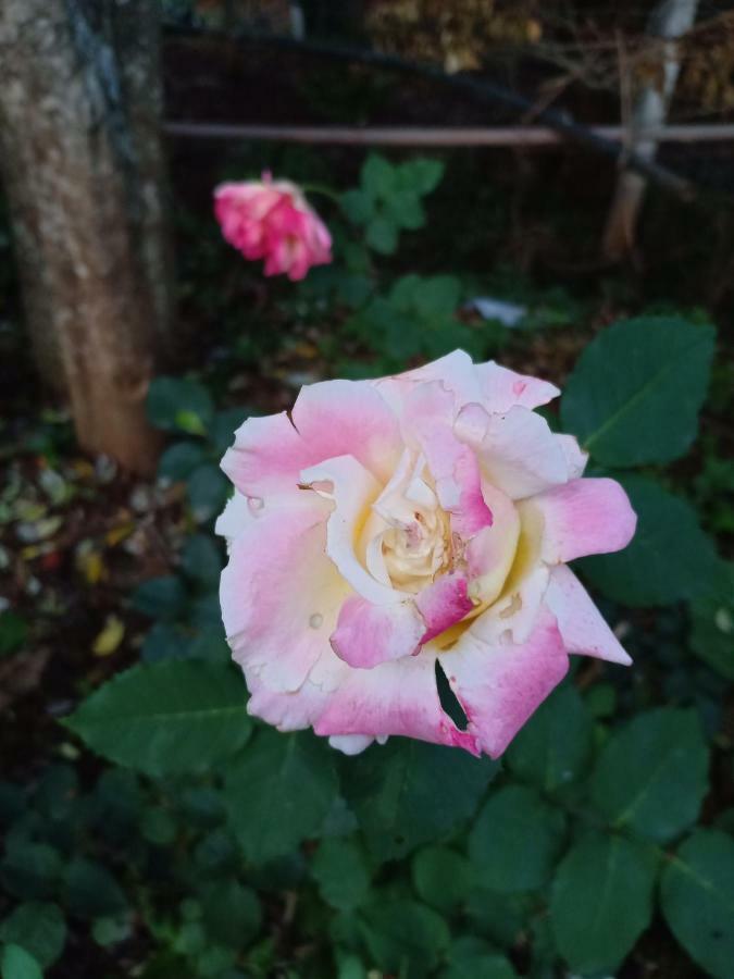 Pear Tree Inn Villa Kotagiri Luaran gambar