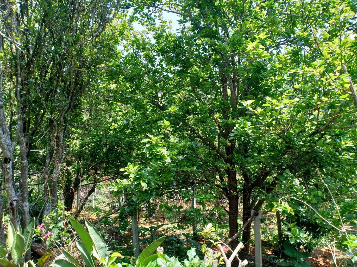 Pear Tree Inn Villa Kotagiri Luaran gambar